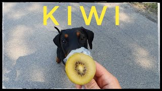 Dobermann Kiwi - Testesser Hund Jeff