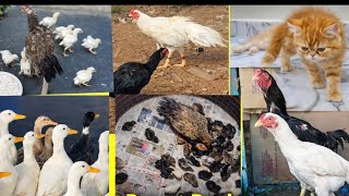 Parrot Beak Chicks And Aseel Available