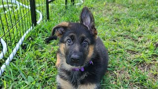 Cute German Shepherd puppy attacks door stop and gets aggrevated by vegasdavetv 194 views 3 years ago 2 minutes, 2 seconds