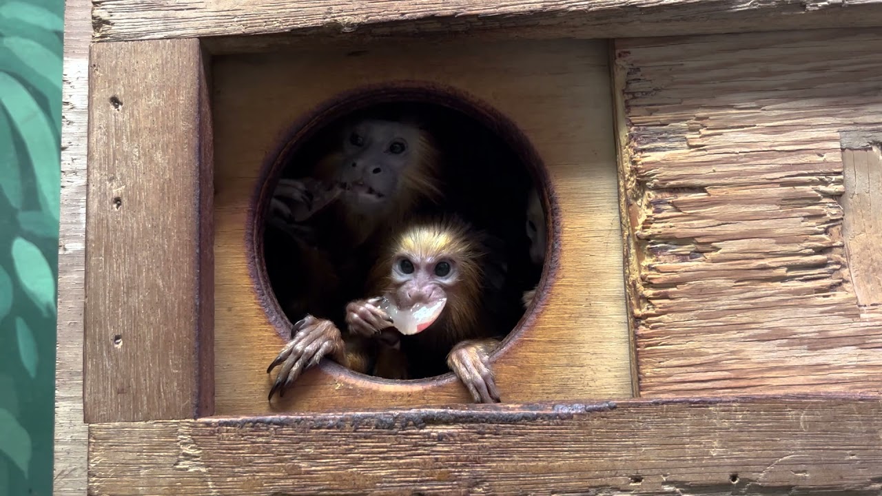 Meet Our Golden-Headed Lion Tamarin Twins  Smithsonian's National Zoo and  Conservation Biology Institute