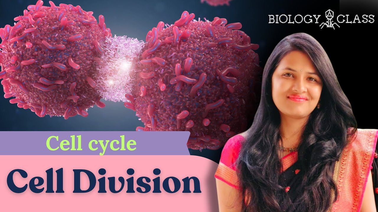 11th-science-biology-cell-cycle-cell-division-explained-by