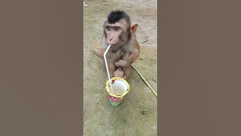 monyet lucu minum segar#video#monyet  #shorts#instagram#viral#meme#bsd#respect#shorts