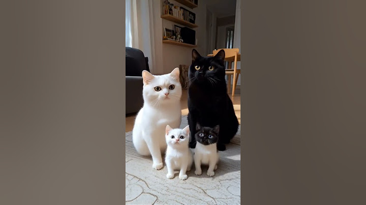 asmt sweet family cat #cat #cute #catlover #cutecat #kitten