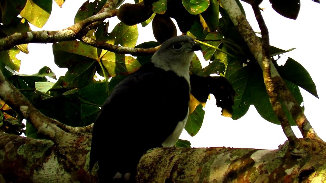 Grey-headed Kite, Leptodon cayanensis, Hato La Aurora (Orinoquia Birds), Casanare