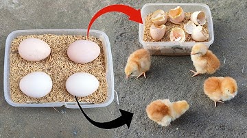 How to hatch eggs at home without incubator // amazing eggs hatching without incubator