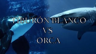 Tiburón Blanco VS Orca