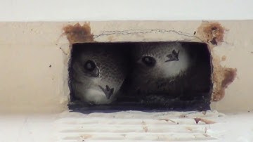Two swift chicks looking out of nest box 30th July 2019