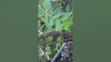 Con dao năm đi rừng này chặt cây lâu năm như thái rau vậy thật hiếm có trên thế giới