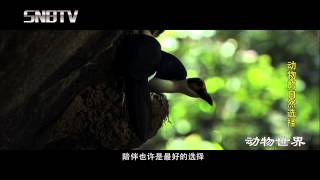 The Ark of Mr Chow 少年班 (Wild Life Special)  IN CINEMAS JUNE 18 AU/NZ