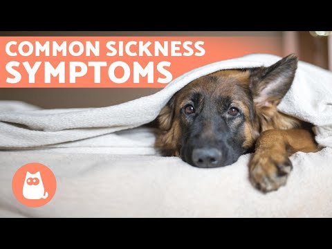 Video: Signs Of Dog Illness