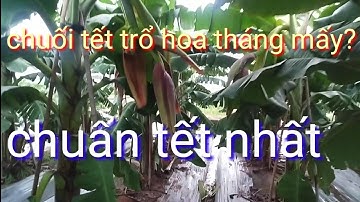 Trồng chuối tết trổ hoa tháng nào chuẩn chuối tết nhất, trồng chăm sóc chuối tết trổ hoa tháng mấy