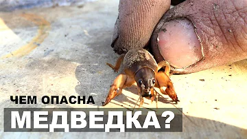Огородный вредитель. Чем опасна медведка?