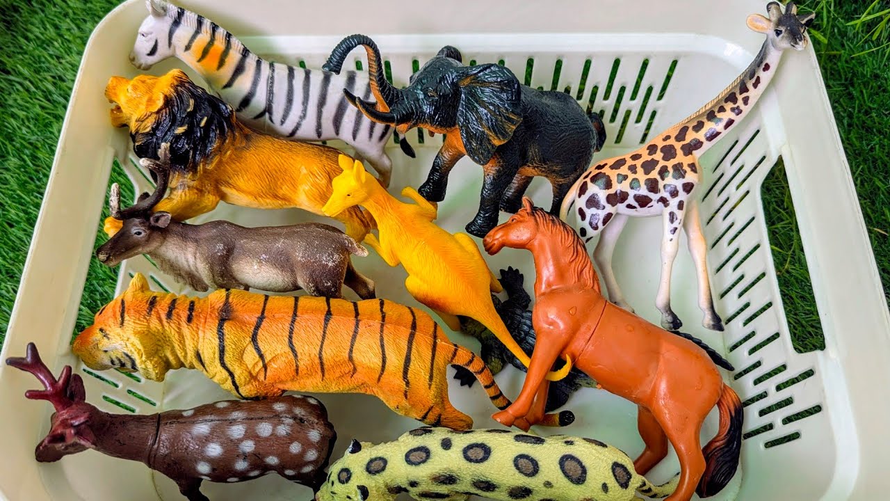 Explore the Wild Zoo | Can You Guess All the Animals? | Kids