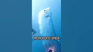 На Тайване нашли рыбу - предвестника КАТАСТРОФ