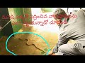 ఇంట్లో మనుషుల మధ్యలో పడుకున్న నాగుపాము?sagar snake society 9985545526