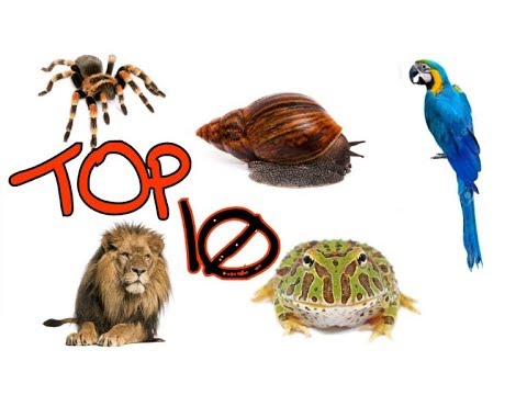 Video: Ako Chovať Exotické Zviera Doma