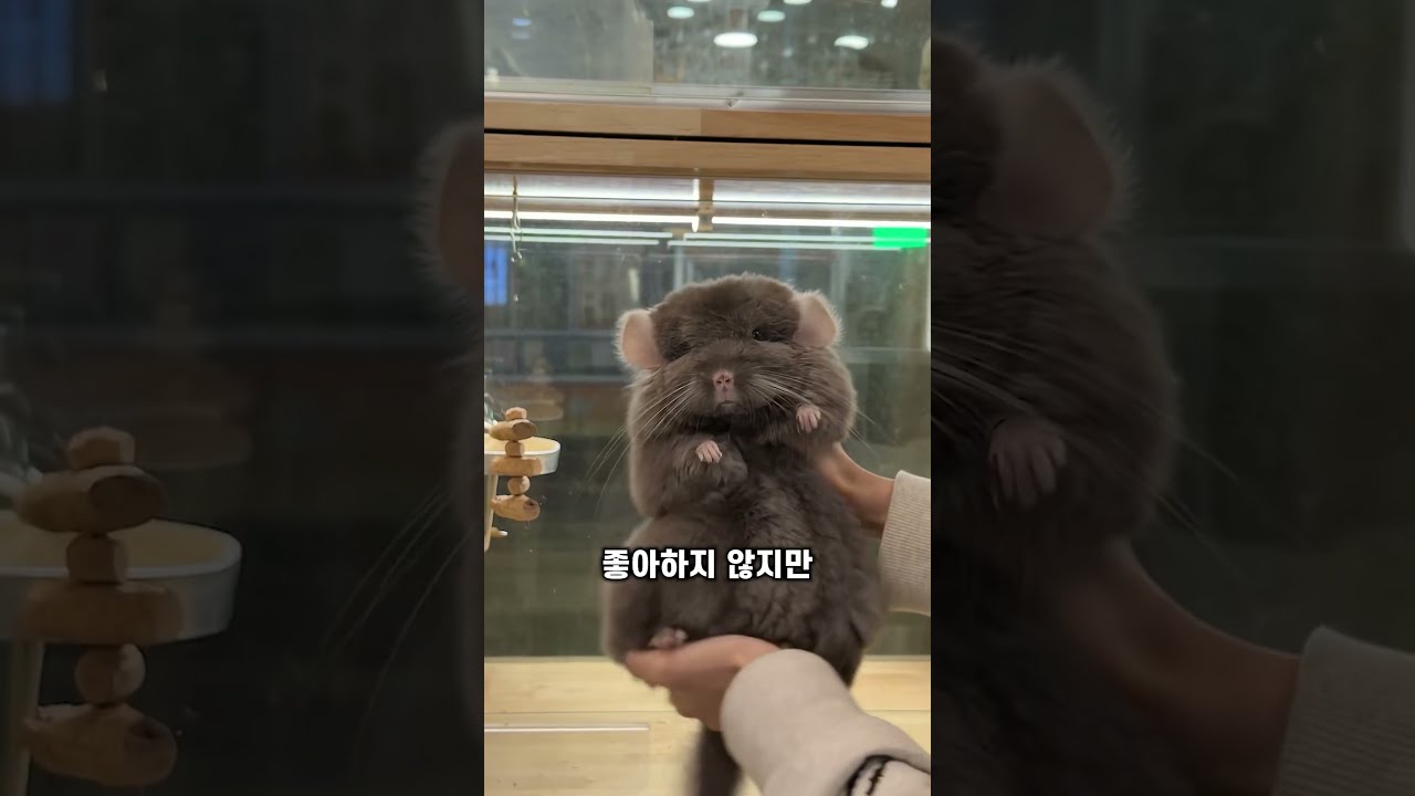 친칠라를 물에 씻기면 안되는 이