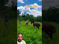 🐴 horse traning ❤️#horse #horsepower #shortsfeed #shorts #fyp #viral