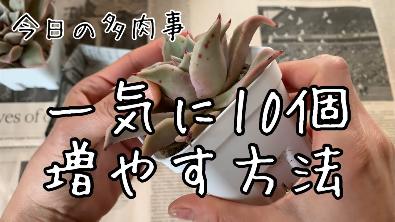 【今日の多肉事】葉挿し・胴切りでの増やし方！