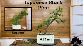 Black Pine Initial Styling - Greenwood Bonsai