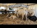 Fiera di Agriumbria! |ECCO TUTTI GLI ANIMALI!|*interessante