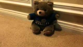 The Fate of Oski the Golden Bear