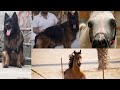 German shepherds | and Arabian stallion with @HSN Entertainment @DOGS IN RAWALPINDI