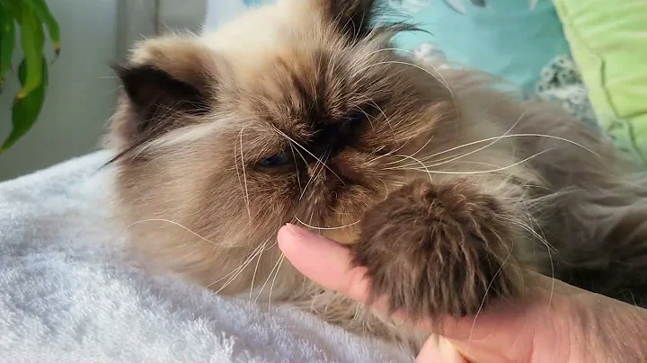 Watch the video about Persian Cat loves biting fingers 🤣