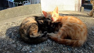 天使のように可愛い子猫三兄弟