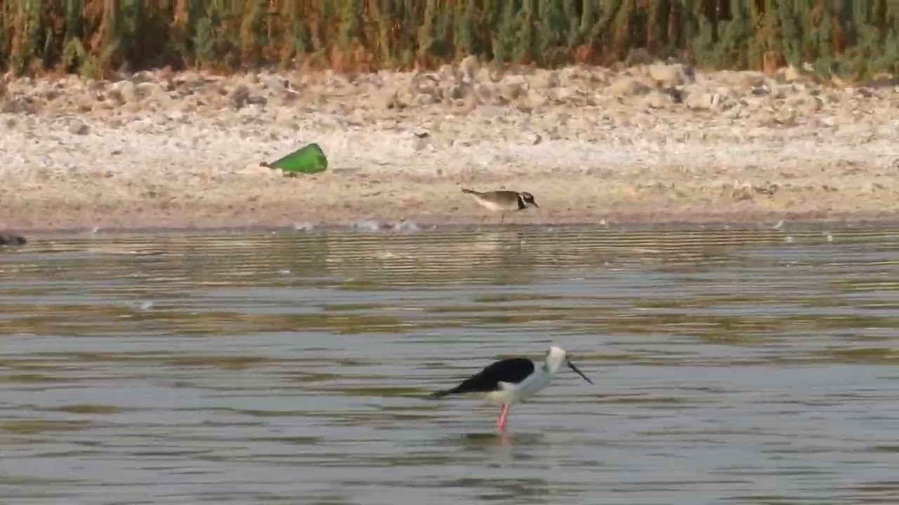 Limicoli, Shorebirds, Waders