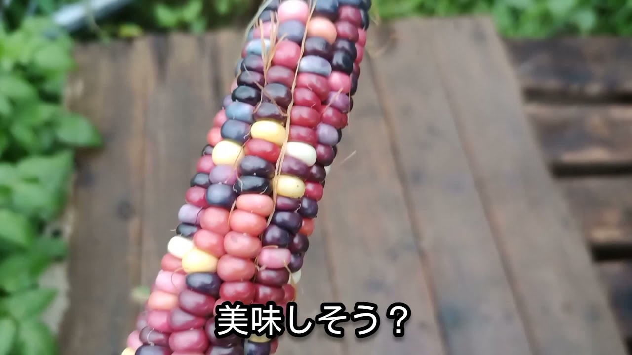 カラフルコーン?】何色になるか分からない！？グラスジェムコーンの 