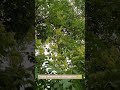 Неможливо передати цей запах... #депево #кропивницький #природа #shortvideo