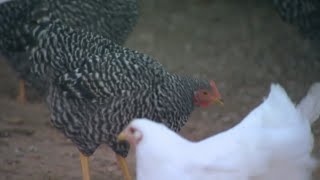 Chickens within city limits