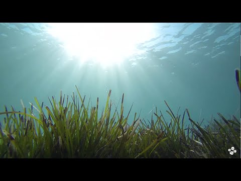 Seagrass genome unlocks the secrets of saltwater adaptation