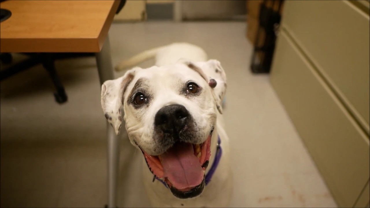 adopt cats long island Escalade 52437 | The Cadillac of Dogs - NYCACC