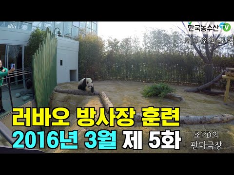 [PandaTV] Panda Lebao exploring the Everland enclosure in March 2016, 판다 러바오 2016년 3월 에버랜드 방사장 체험