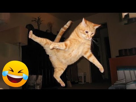 Funniest Animals 😄 New Funny Cats and Dogs Videos 😹🐶 #154