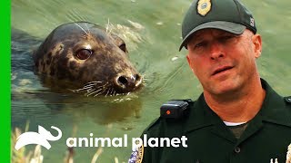 Will This Young Seal Be Trapped Inland Once The Tide Goes Out? | North Woods Law