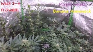 Banana Hammock & Purple Sunset Flower Week 3-4 ETHOS