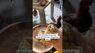 Chickens! Who’d have them 😂 #chickens #funnyanimals #funnychickens #funnyvideo #cabinlife