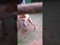 Perro sangrando por la cola en perrera de arrecife