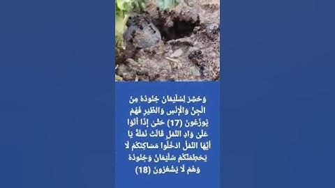 تلاوة جميلة من #الشيخ ماجد العويري