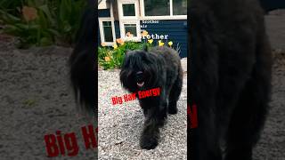 Shaggy dogs. Which is your fave? #bouvier #sheepdog #shaggydog  #dogvlog #doggo