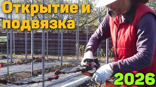 Открытие и подвязка кустов винограда 2026 🪏☀️🍇