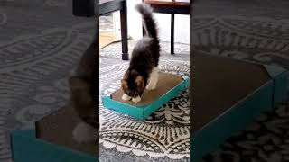 Cat Scratcher with catnip
