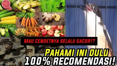 MAKANAN JANGKRIK DAN FUNGSINYA UNTUK CENDET‼️