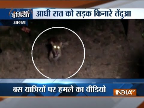 Agra: Panic after leopard spotted on highway, rescued by forest department