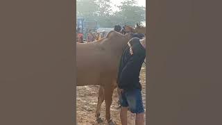 LANCENG MANIS (GAGAK RIMANG) Salah Satu Sapi Terbesar Yang Masih Aktif Di Kerapan Sapi Madura