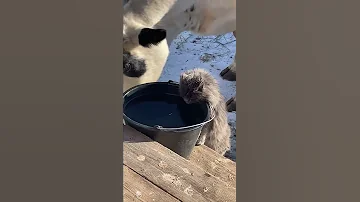 Корова пьёт на пару с котом😂