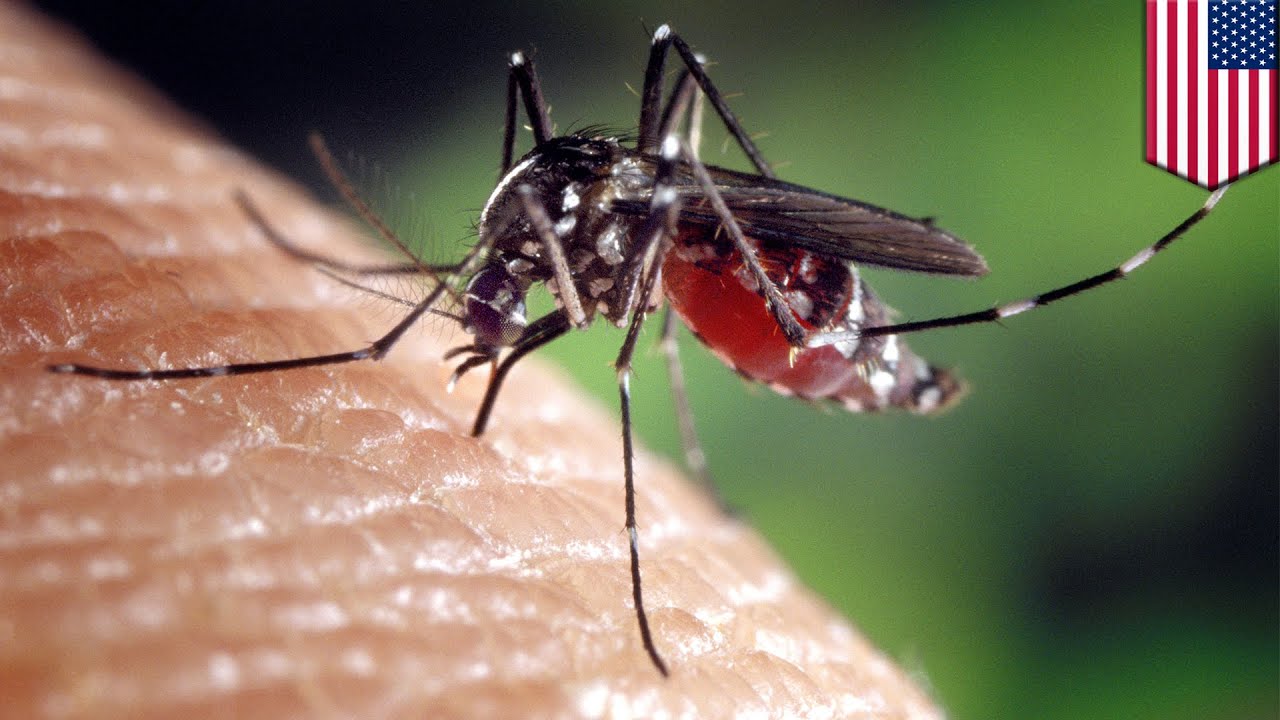 Why do mosquito suck blood